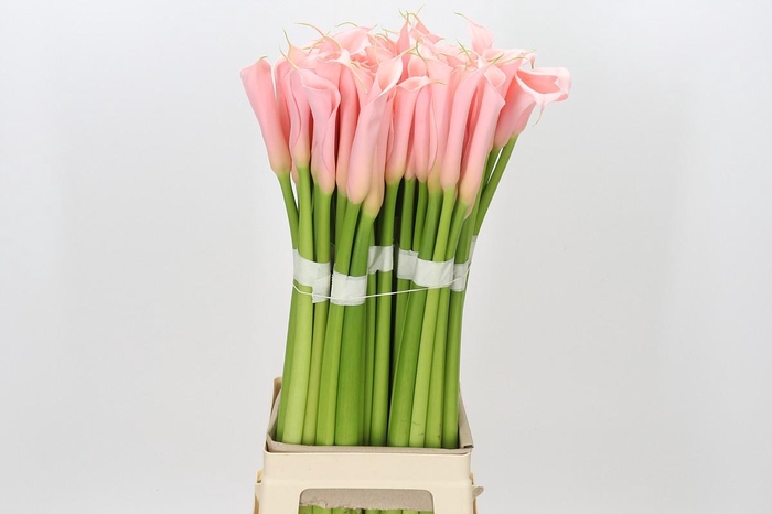 Zantedeschia Eydolls Salmon