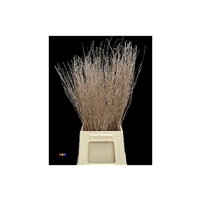 <h4>Betula / Berkentak Antique Gold</h4>