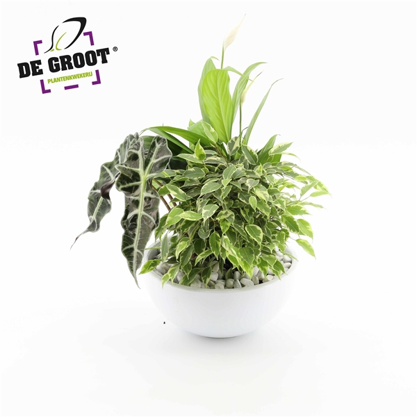 <h4>Arrangement Spathiphyllum in schaal</h4>