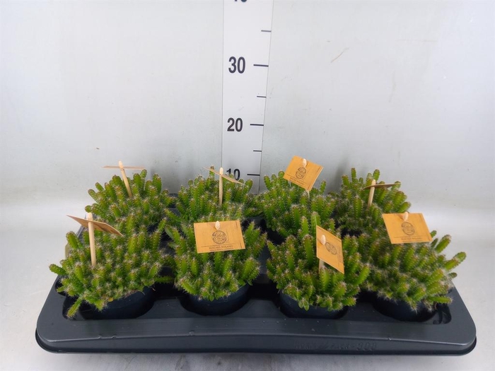 <h4>Hylocereus undatus</h4>