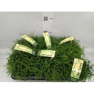 Rhipsalis baccifera 'Oasis'