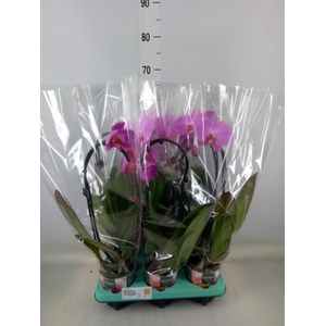 Phalaenopsis   ...
