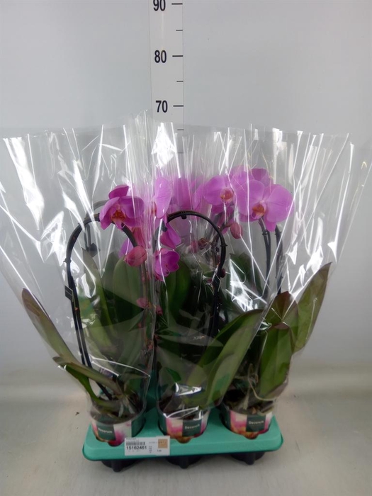 <h4>Phalaenopsis   ...</h4>