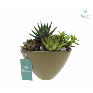 Pot keramiek Ovaal Medium groen met Succulenten en Cactussen