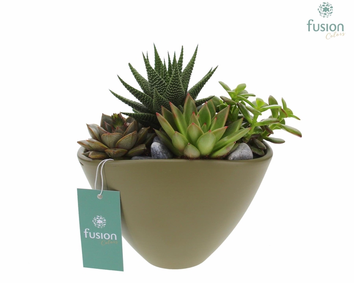 <h4>Pot keramiek Ovaal Medium groen met Succulenten en Cactussen</h4>