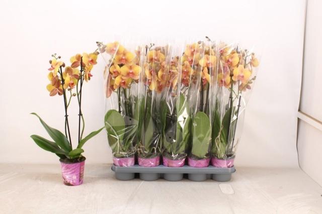 <h4>PHAL OV ORANJE</h4>