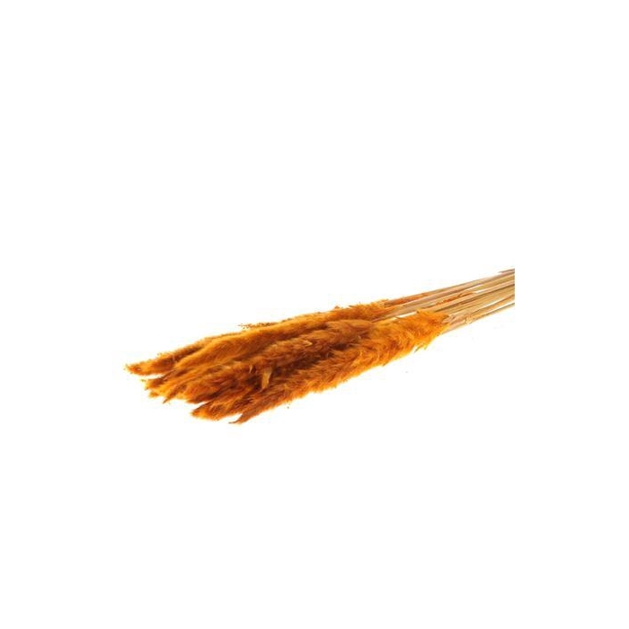 <h4>Bunch Fluffy Pampas Slv 70g L75</h4>