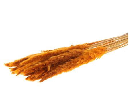 Bunch Fluffy Pampas Slv 70g L75