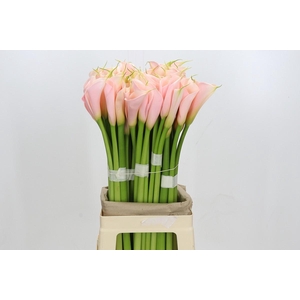 Zantedeschia Eydolls Salmon