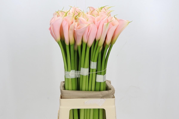 Zantedeschia Eydolls Salmon