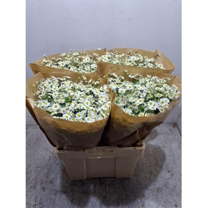 Tana Pa Single Vegmo