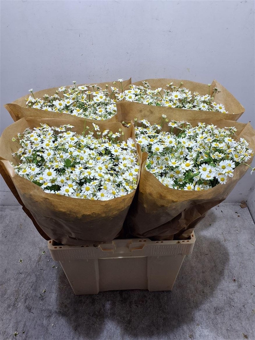 <h4>Tana Pa Single Vegmo</h4>