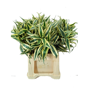 DRACAENA SANDERIANA WHITE