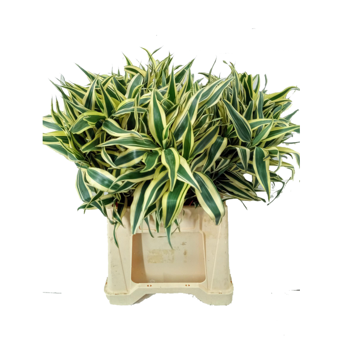 <h4>DRACAENA SANDERIANA WHITE</h4>