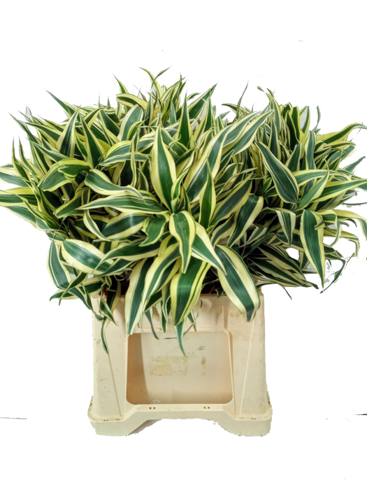 DRACAENA SANDERIANA WHITE