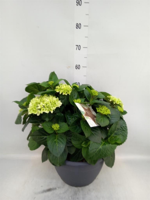 <h4>Hydrangea mac.</h4>