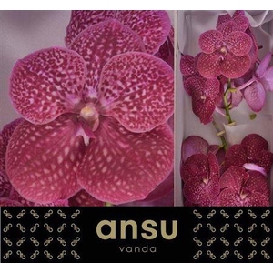 Vanda Crimson Love