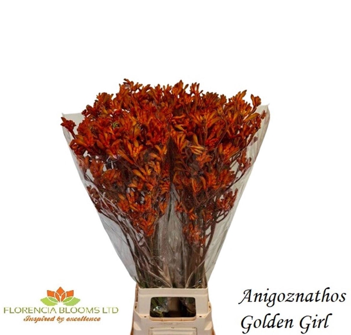 <h4>ANIGOZANTHOS GOLDEN GIRL ANIGOZ GOL</h4>