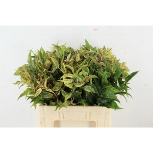 LEUCOTHOE FONT RAINB 060CM