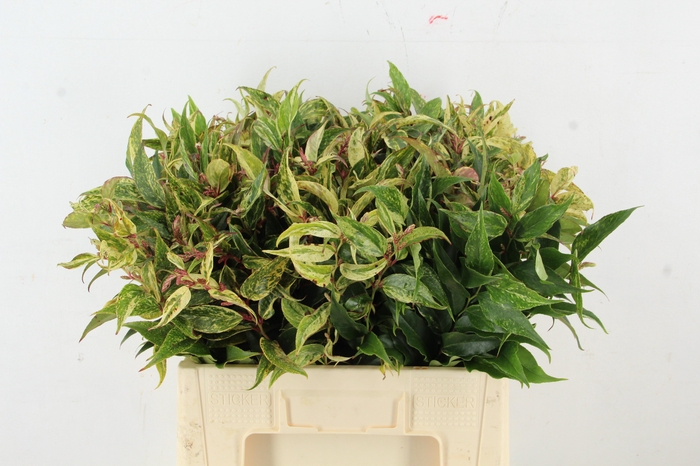 <h4>LEUCOTHOE FONT RAINB 060CM</h4>
