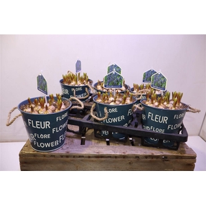 arr8 Arr Muscari In Zinken Pot