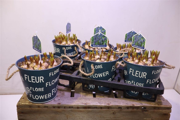 <h4>arr8 Arr Muscari In Zinken Pot</h4>