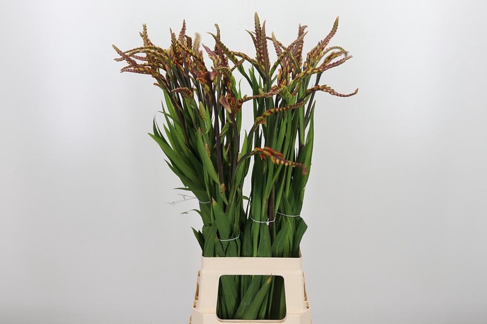 <h4>Chasman Saturnus</h4>