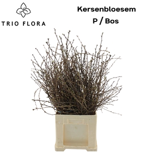 KERSENBLOESEM P BOS 90 cm