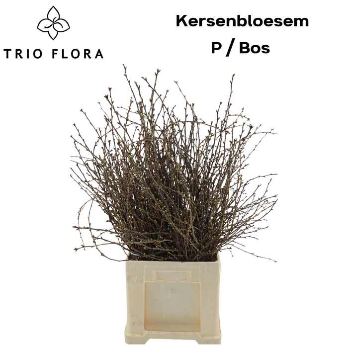 <h4>KERSENBLOESEM P BOS 90 cm</h4>