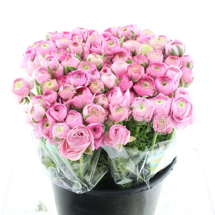 <h4>Ran Aazur Pink Extra</h4>