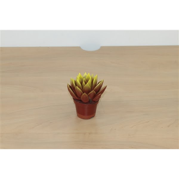 <h4>Echeveria bicoloured red/yellow</h4>