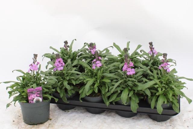 <h4>ERYS BOWLES MAUVE</h4>