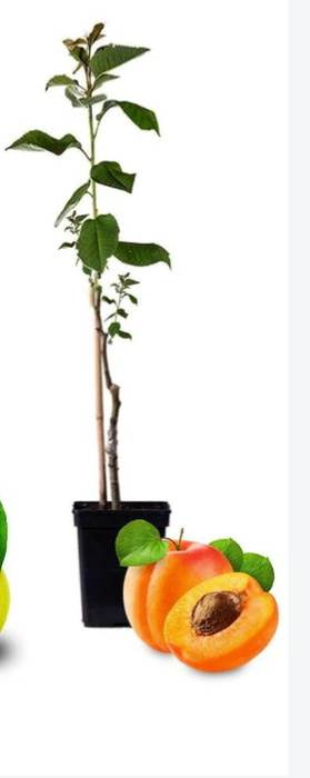 <h4>Prunus armeniaca</h4>