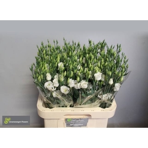 EUS E PICCO WHITE