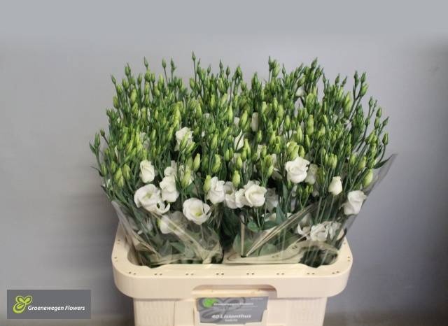<h4>EUS E PICCO WHITE</h4>