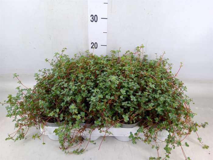 <h4>Pilea glaucophylla 'Greyzy'</h4>