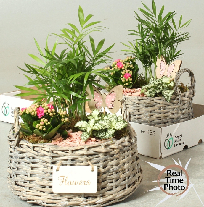 <h4>ARR KAMERPL</h4>