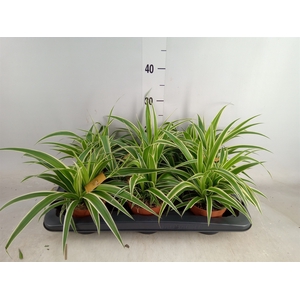 Chlorophytum com. 'Ocean'