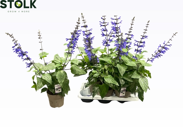 <h4>SALVIA BLACK & BLOOM</h4>