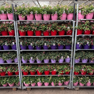 FUCHSIA B F MIXK