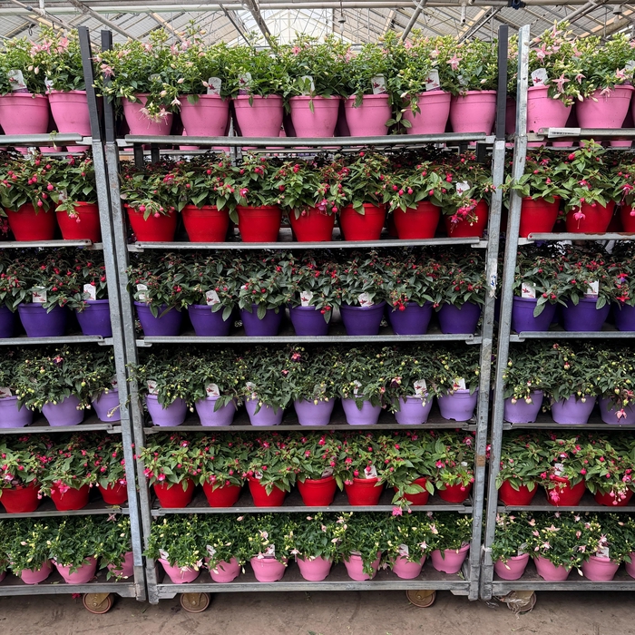 <h4>FUCHSIA B F MIXK</h4>