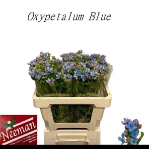 OXY CO TAN PURE BLU