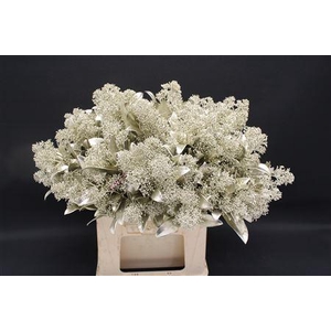 Skimmia Platina