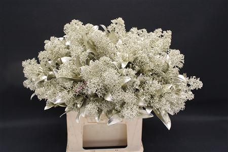 <h4>Skimmia Platina</h4>