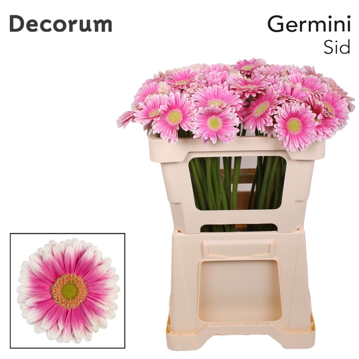 <h4>Germini Sid Water x40</h4>