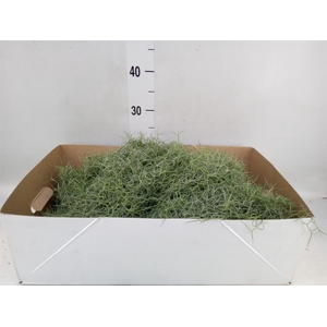 Tillandsia usneoides