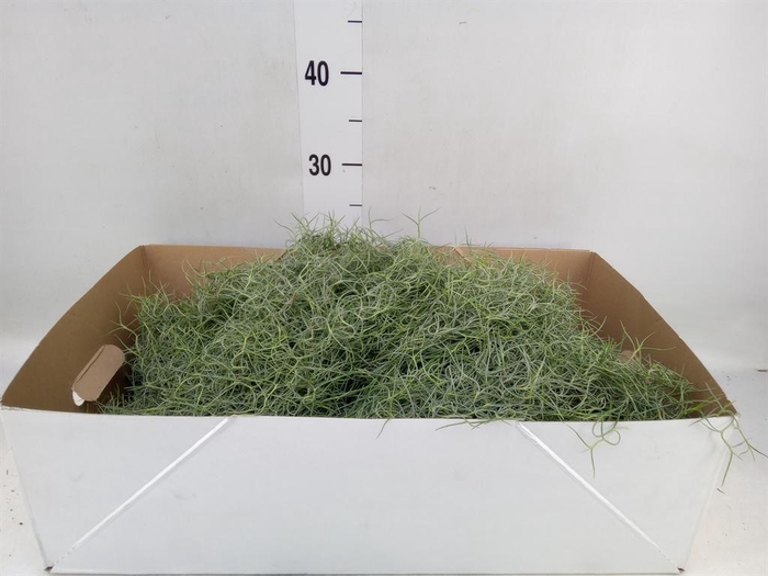 <h4>Tillandsia usneoides</h4>