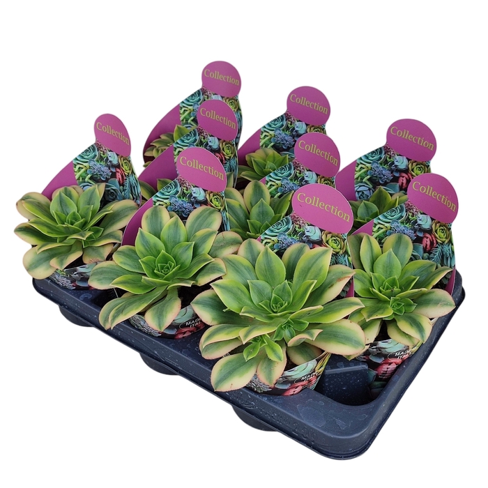 <h4>AEONIUM 'FLORESENS' - POT Ø 10,5 - COLLECTION WITH</h4>