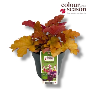 Heuchera biologisch Orange NL-BIO-01