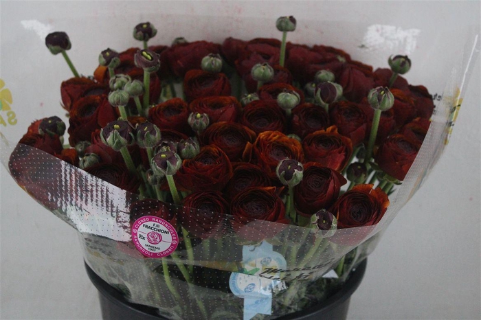 <h4>Ran Cloni Sup Brownie</h4>